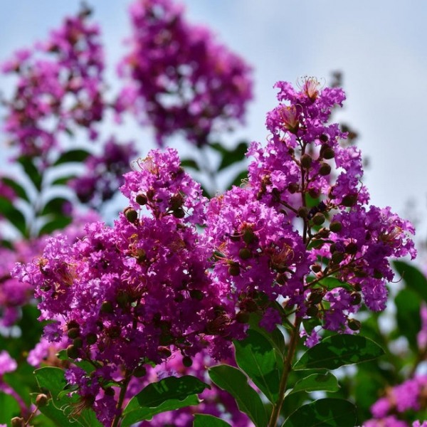 Twilight Purple Crape Myrtle