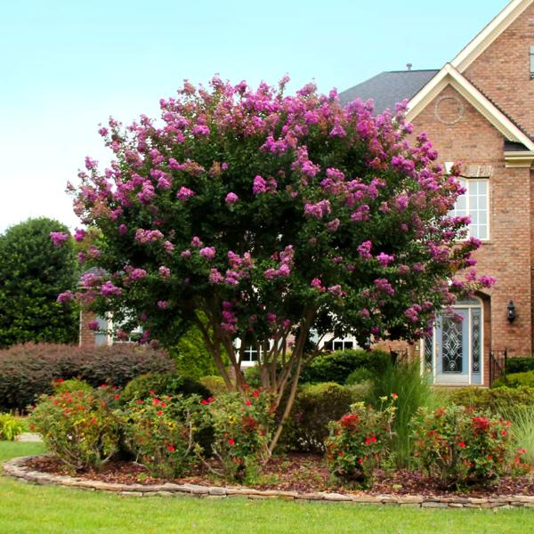 Twilight Purple Crape Myrtle