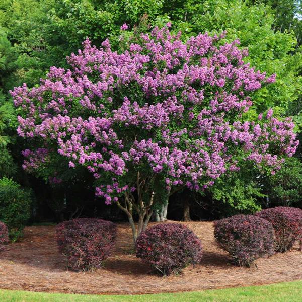 Twilight Purple Crape Myrtle