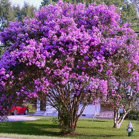 Twilight Purple Crape Myrtle