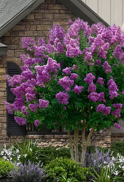 Twilight Purple Crape Myrtle