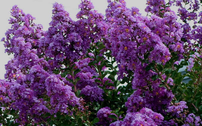 Twilight Purple Crape Myrtle