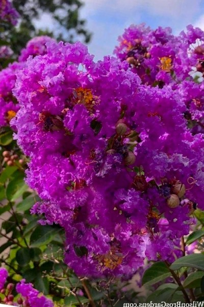 Twilight Purple Crape Myrtle