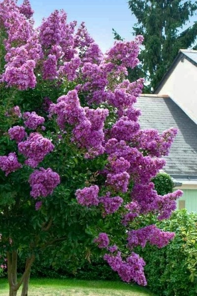 Twilight Purple Crape Myrtle