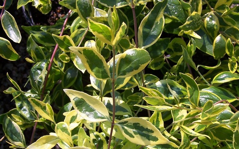 Lemon Lime Dwarf Abelia