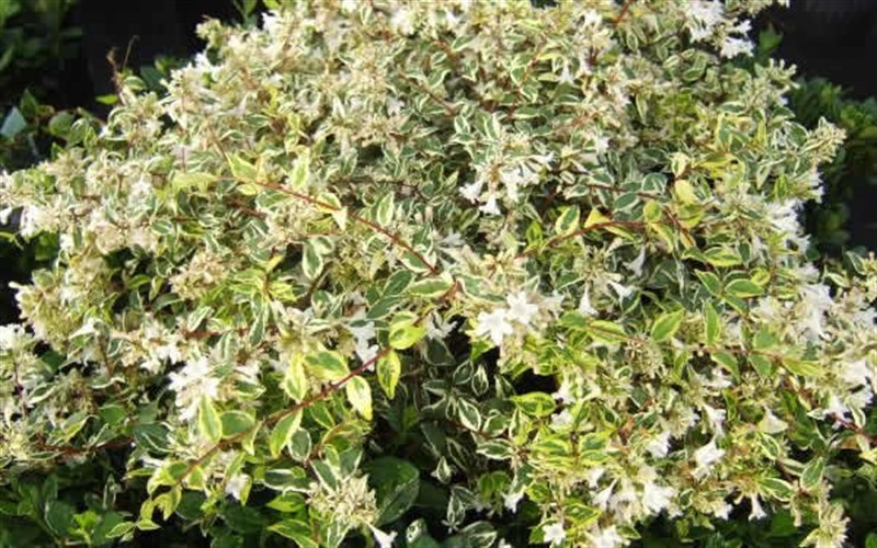 Lemon Lime Dwarf Abelia