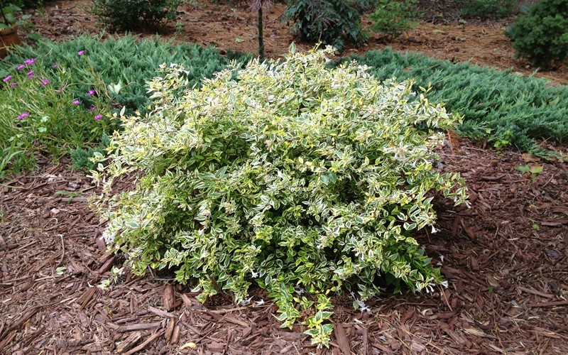 Lemon Lime Dwarf Abelia