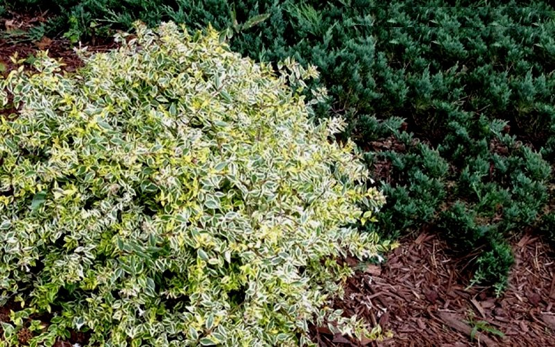 Lemon Lime Dwarf Abelia