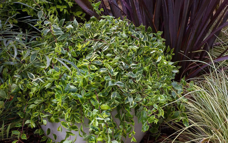 Lemon Lime Dwarf Abelia