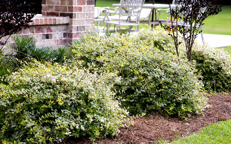 Lemon Lime Dwarf Abelia