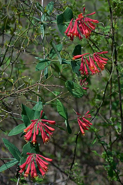 Major Wheeler Red Trumpet Honeysuckle