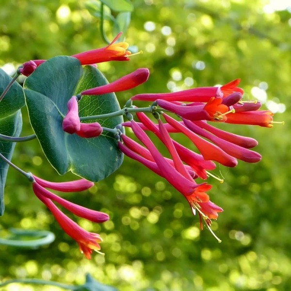 Major Wheeler Red Trumpet Honeysuckle