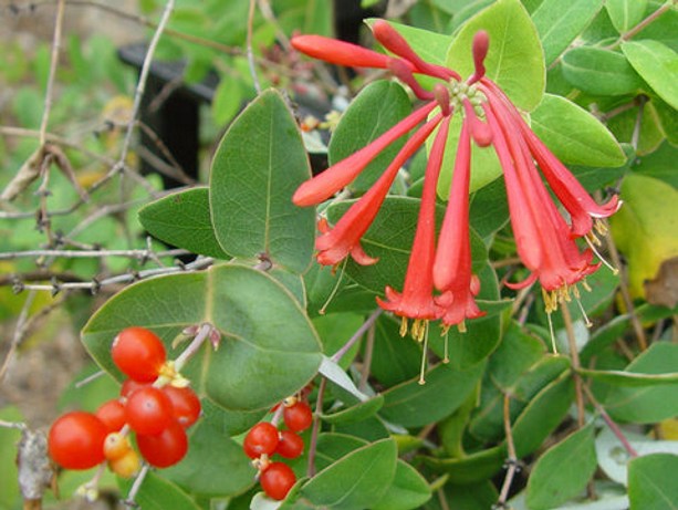 Major Wheeler Red Trumpet Honeysuckle