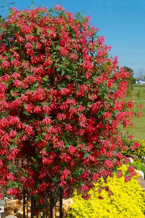 Major Wheeler Red Trumpet Honeysuckle