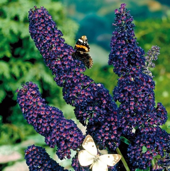 Black Knight Butterfly Bush