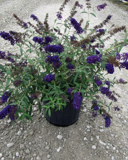 Black Knight Butterfly Bush