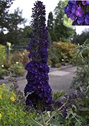 Black Knight Butterfly Bush