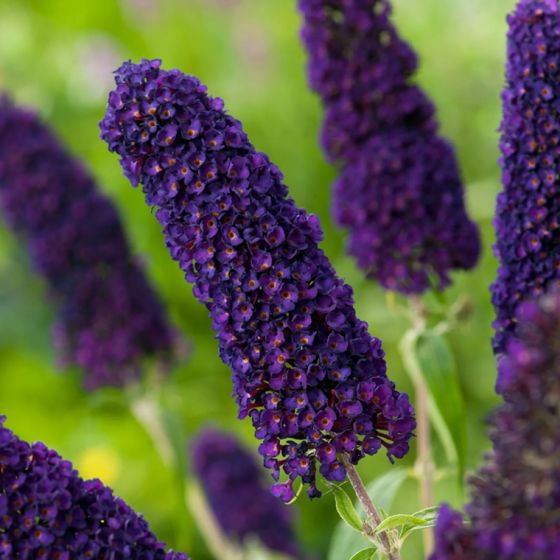 Black Knight Butterfly Bush