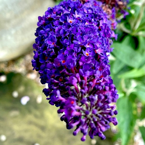 Black Knight Butterfly Bush