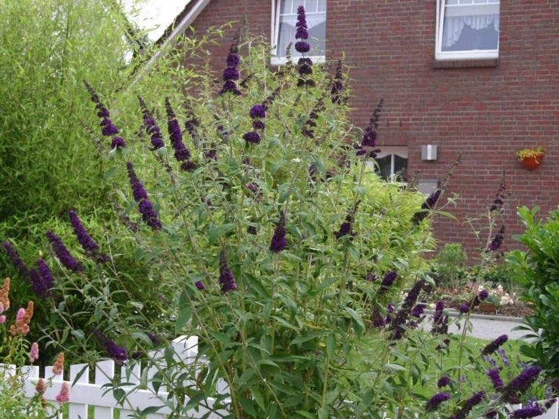Black Knight Butterfly Bush