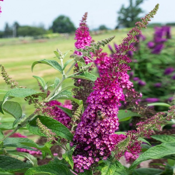 Cranrazz Butterfly Bush