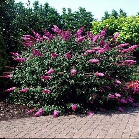 Cranrazz Butterfly Bush