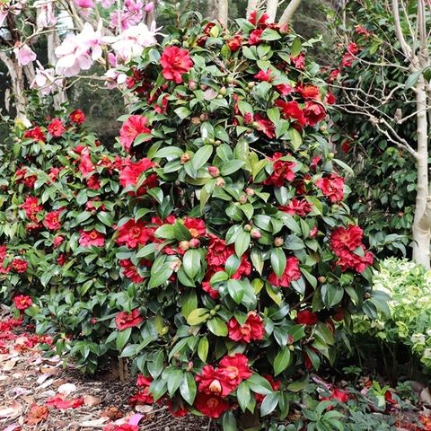 Bob Hope Camellia Japonica