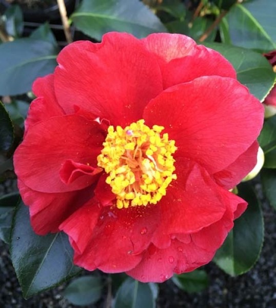 Bob Hope Camellia Japonica