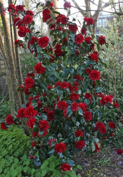 Bob Hope Camellia Japonica