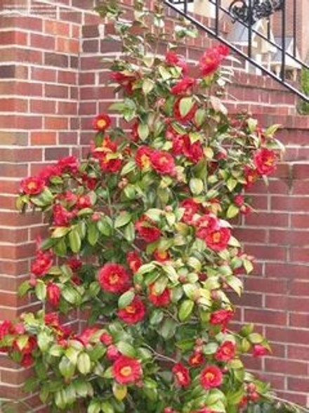 Bob Hope Camellia Japonica