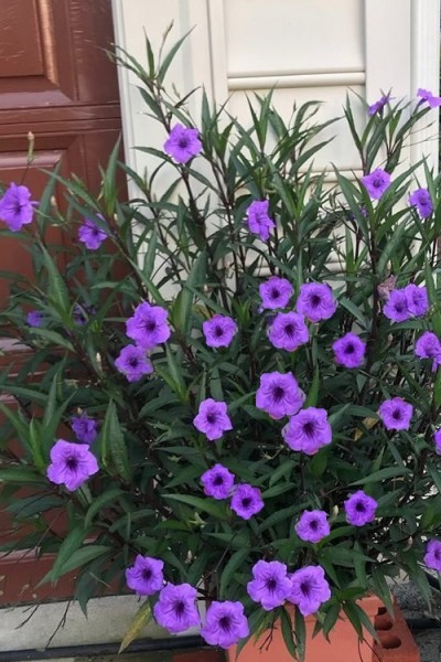 Purple Showers Mexican Petunia