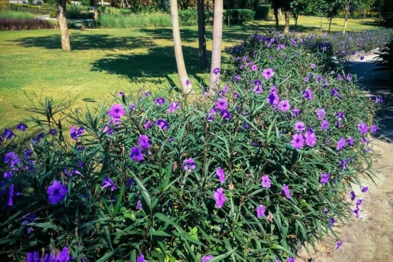 Purple Showers Mexican Petunia