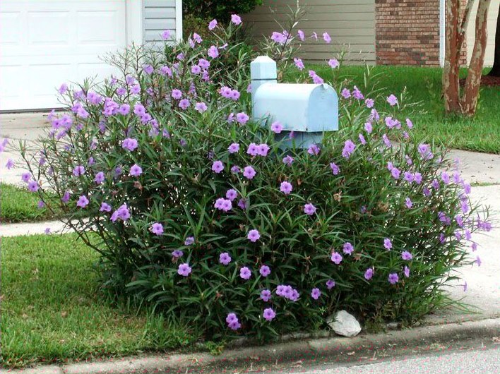 Purple Showers Mexican Petunia