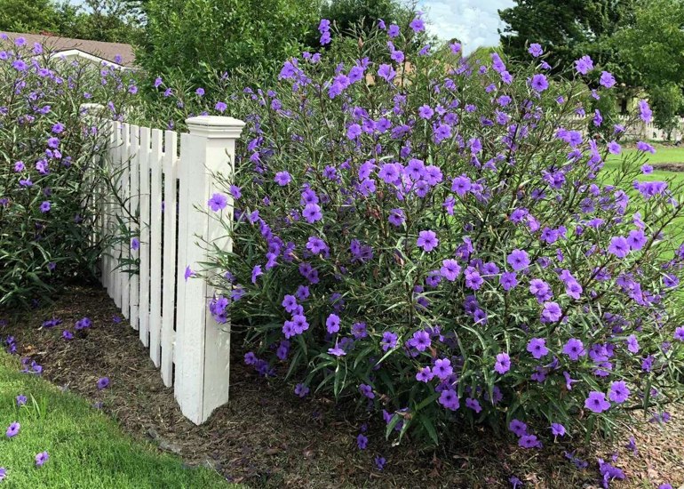 Purple Showers Mexican Petunia