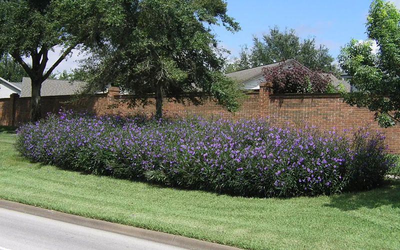 Purple Showers Mexican Petunia