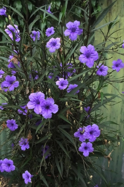 Purple Showers Mexican Petunia