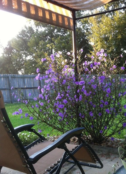 Purple Showers Mexican Petunia
