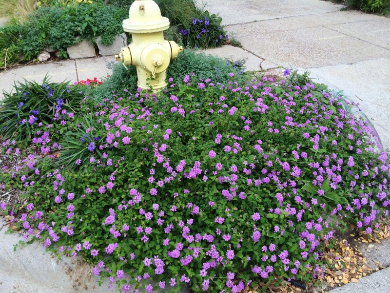 Purple Showers Mexican Petunia