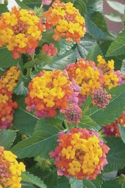Sonset Hardy Lantana