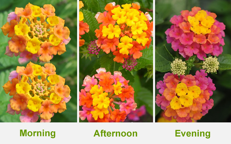 Sonset Hardy Lantana