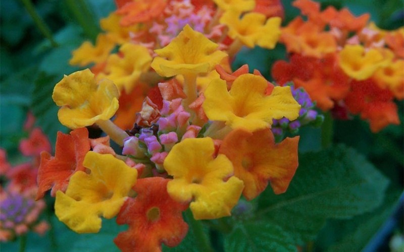 Sonset Hardy Lantana