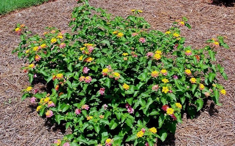 Sonset Hardy Lantana