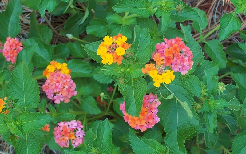 Sonset Hardy Lantana