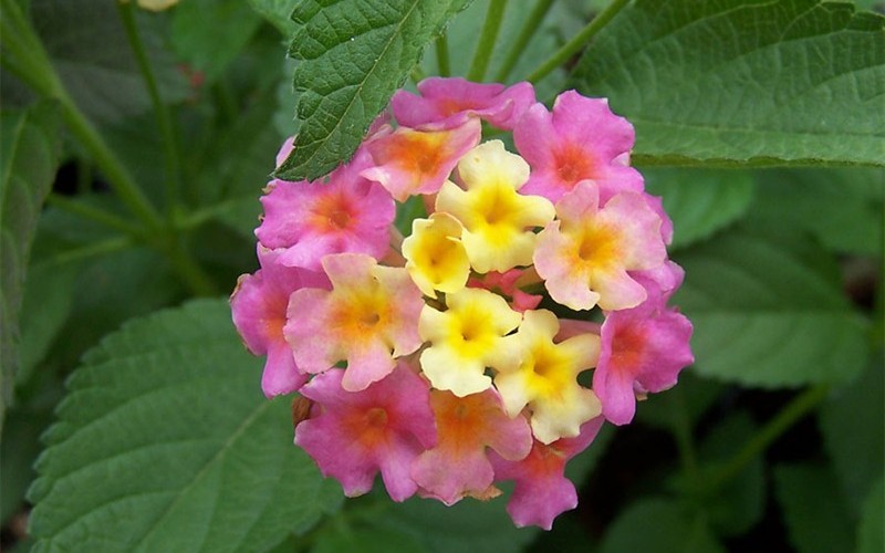 Sonset Hardy Lantana