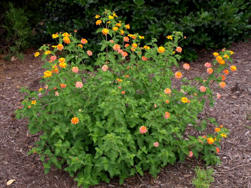 Sonset Hardy Lantana