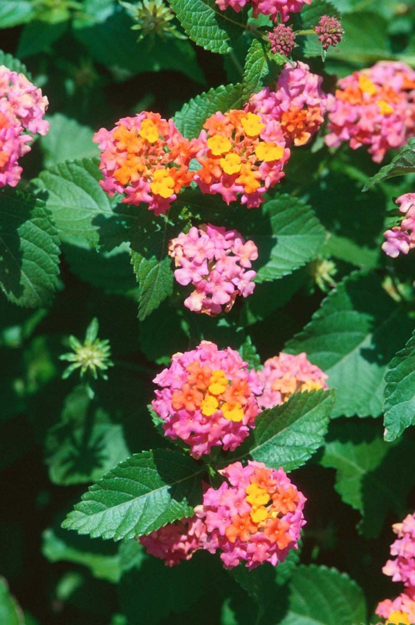 Sonset Hardy Lantana