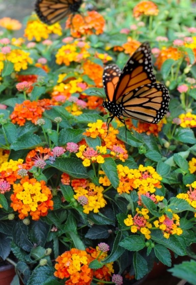 Sonset Hardy Lantana