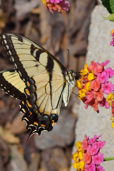 Sonset Hardy Lantana