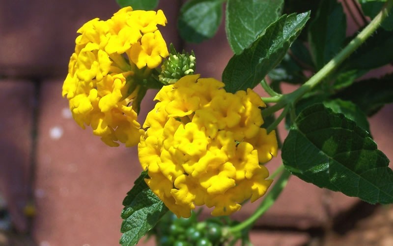 New Gold Hardy Lantana