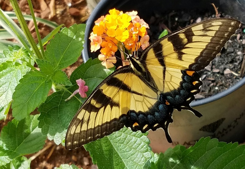 New Gold Hardy Lantana
